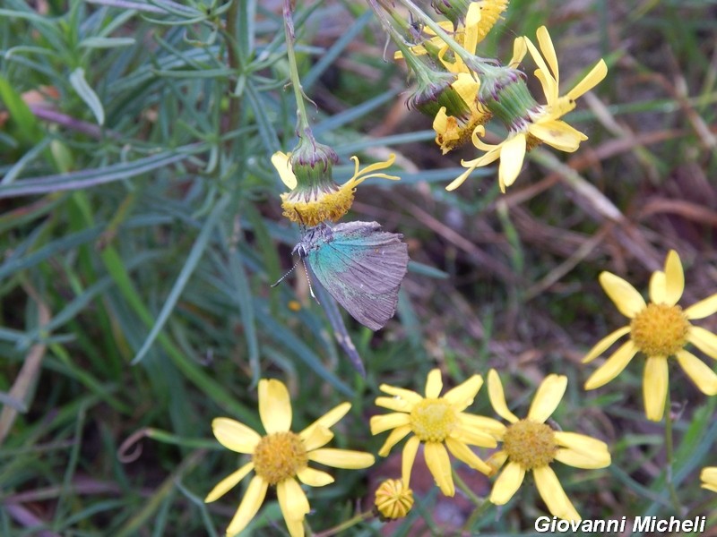 Lascio a voi la parola sulle generazioni di Callophrys rubi